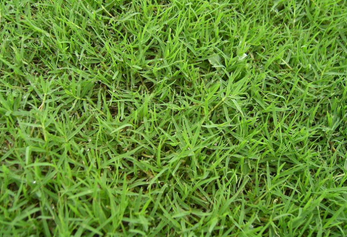 últimas notícias da empresa sobre Comparação entre a grama sintética do futebol e a grama real  1