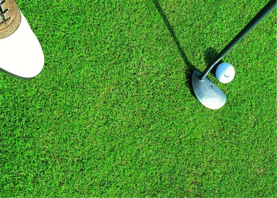 CHINA Grama artificial do golfe saudável, expectativa sintética da longa vida do relvado do golfe fornecedor