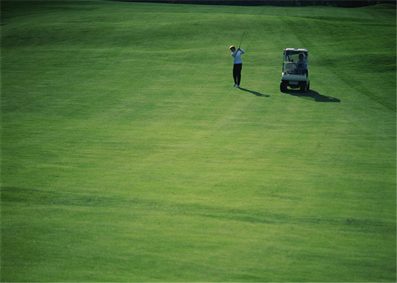 CHINA Verdes de colocação exteriores do golfe da casa artificial alta do tapete da grama do golfe da resistência de abrasão fornecedor