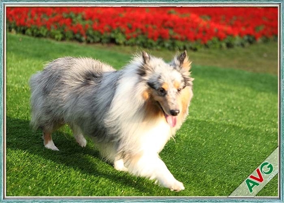CHINA Relvado artificial do animal de estimação resistente UV do cão/a instalação amigável de Eco grama sintética fornecedor
