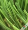 Grama artificial do jardim reciclável com 4/3 Tone Color 16800s/Sqm fornecedor