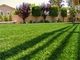 Tapete da grama do relvado da grama da paisagem para o relvado plástico de jardinagem para o jardim fornecedor